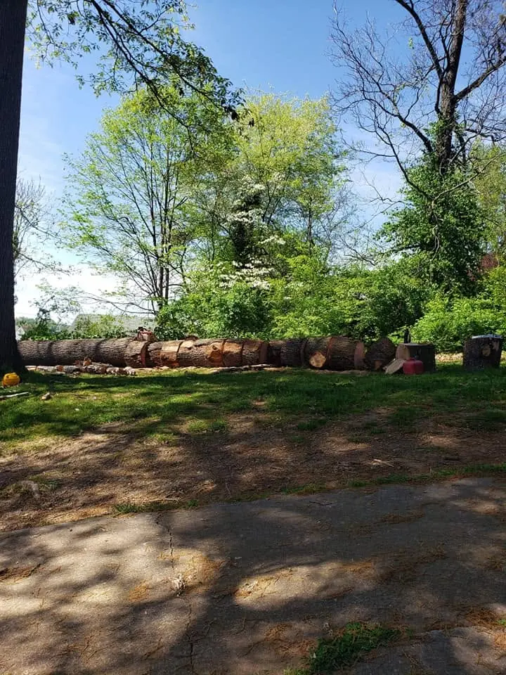 Yard cleared with the logs stacked along the back line in Knoxville, Tennessee