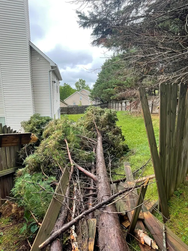 Fallen evergreen cut up against a wood fence in Knoxville, Tennessee