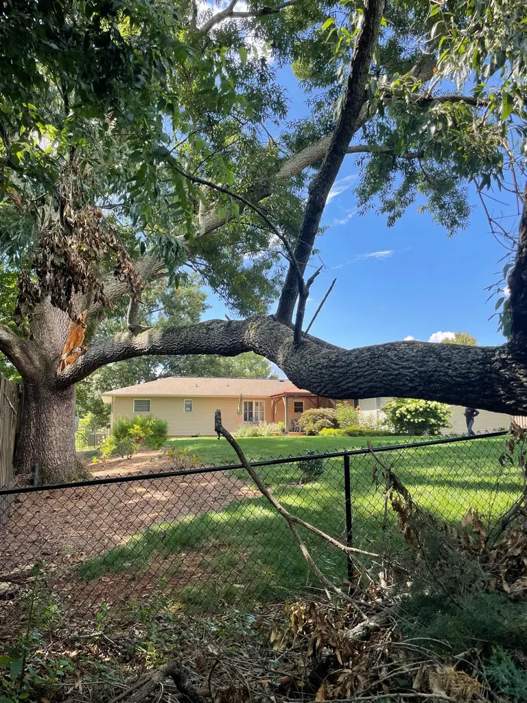 Huge broken limb split from the trunk and hanging over a chain-link fence