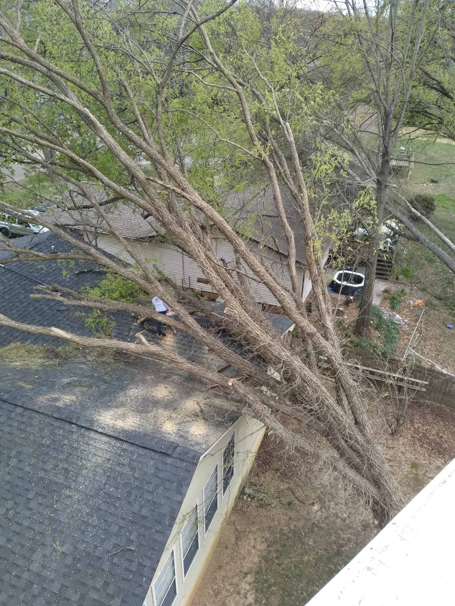 Storm-damaged tree lying across a shingle roof in Knoxville, Tennessee