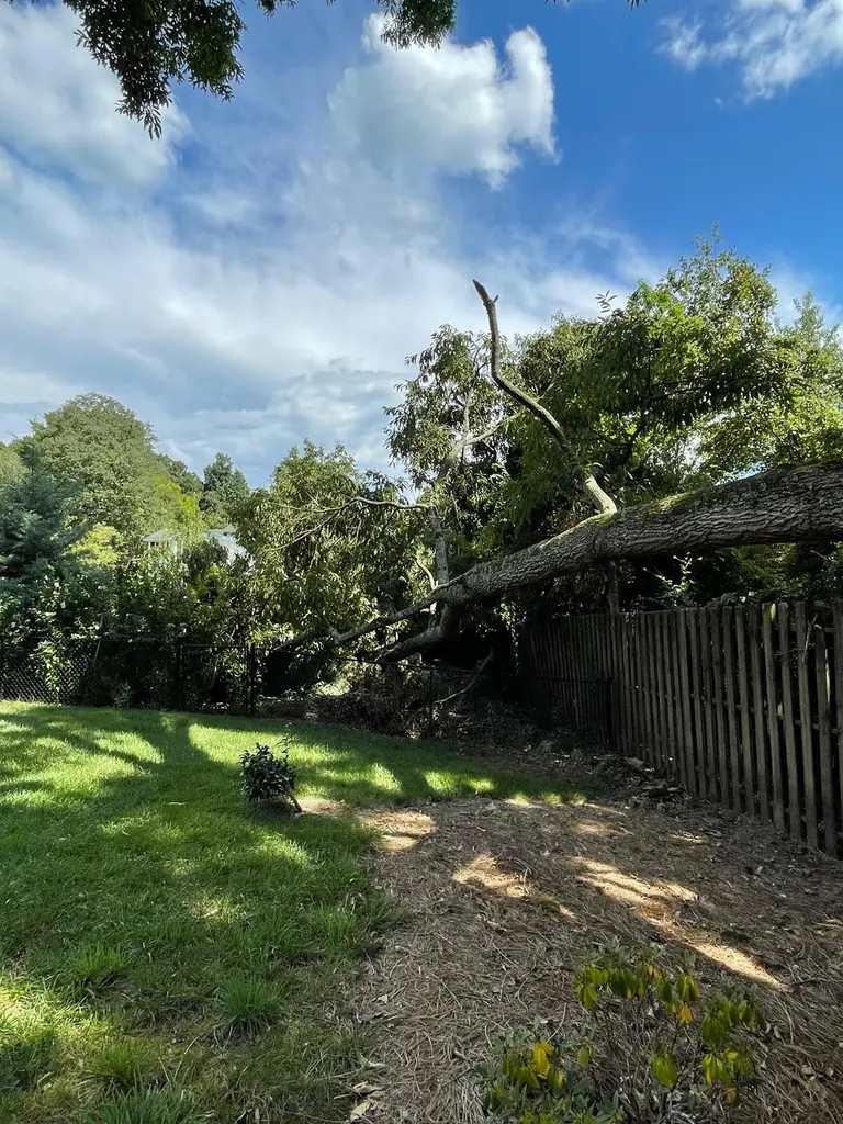 Large tree fallen onto a wood fence in a Knoxville, Tennessee backyard