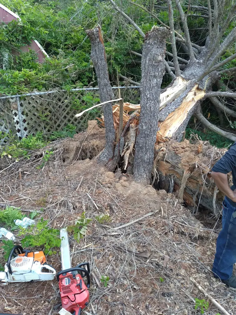 Uprooted and split tree with chainsaws staged for cleanup in Knoxville, Tennessee