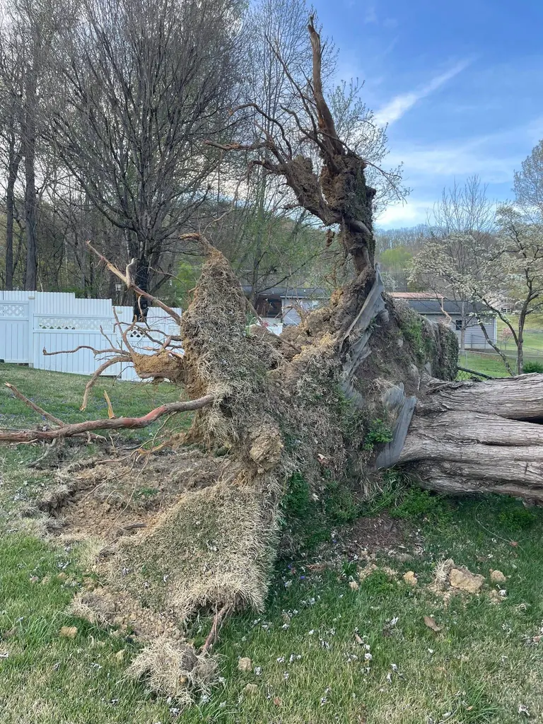 Massive uprooted tree fallen across a yard by a white fence in Knoxville, TN