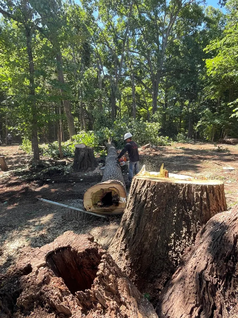 Huge stump with a hollow rotted center being worked in Knoxville, Tennessee