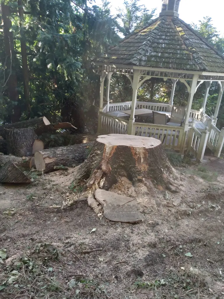 Large stump ground flush next to a white gazebo in Knoxville, Tennessee