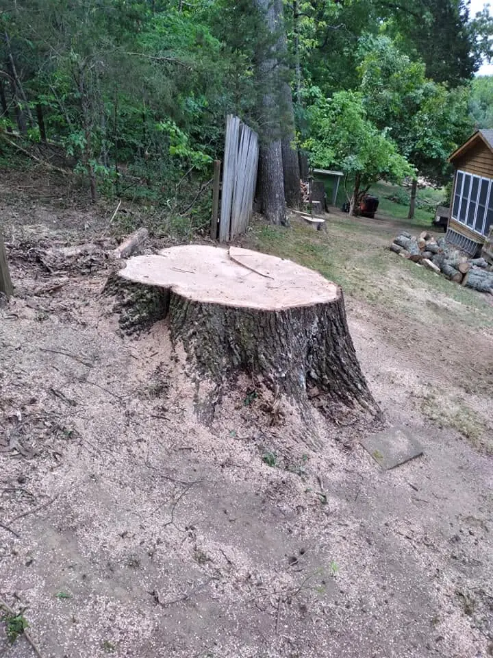 Large stump cut flush in a Knoxville, Tennessee backyard