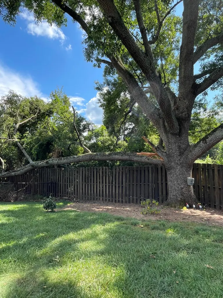 Large oak canopy over a wood fence with a limb sectioned down