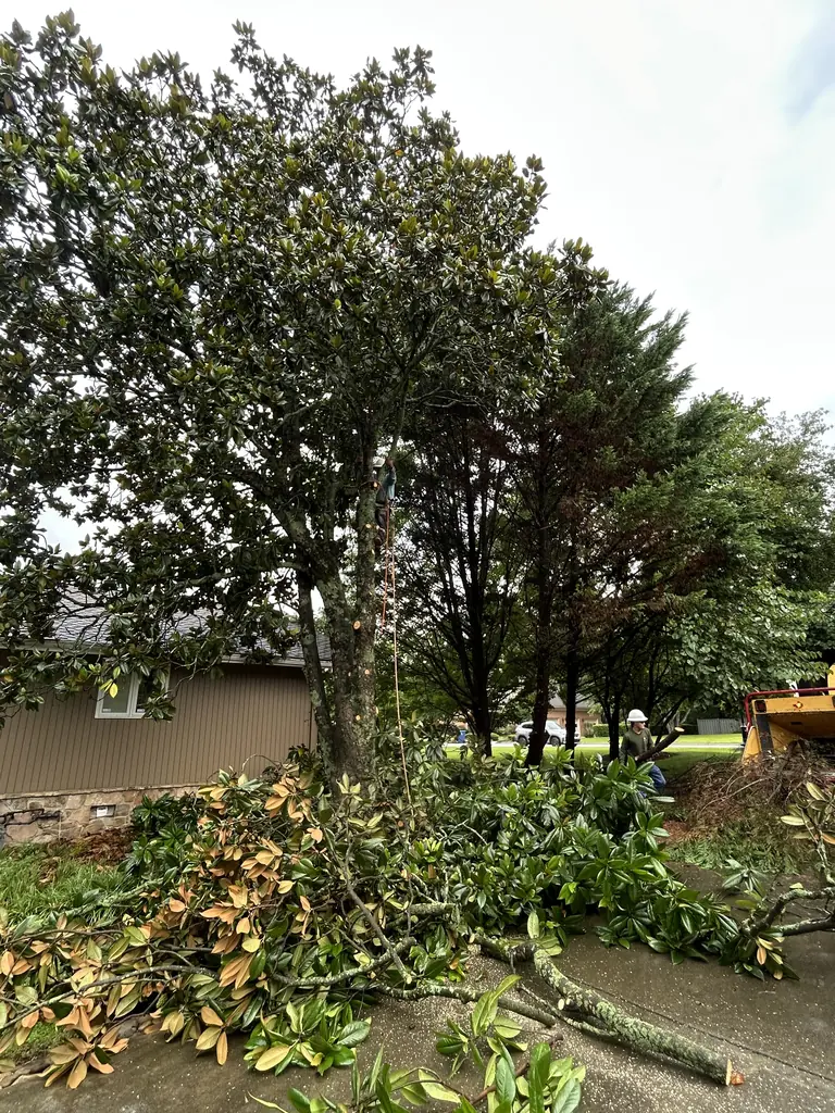 Magnolia trees after a crown reduction with the chipper on site