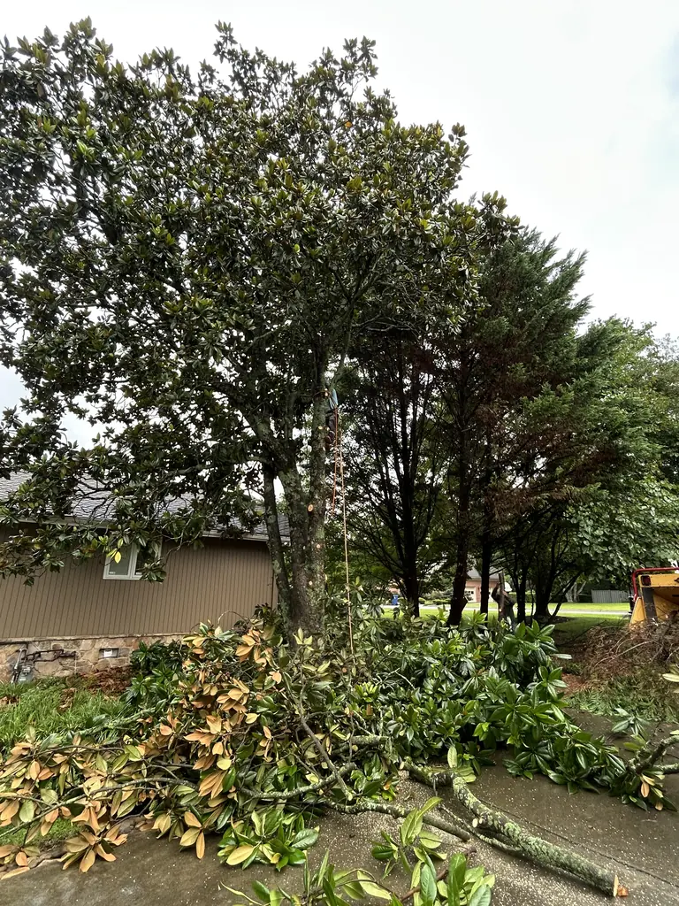Cut magnolia branches piled on the driveway after a hard trim in Knoxville, TN