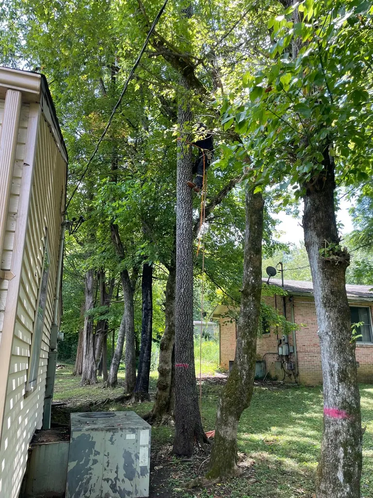 Row of trees limbed up along the side of a house in Knoxville, Tennessee