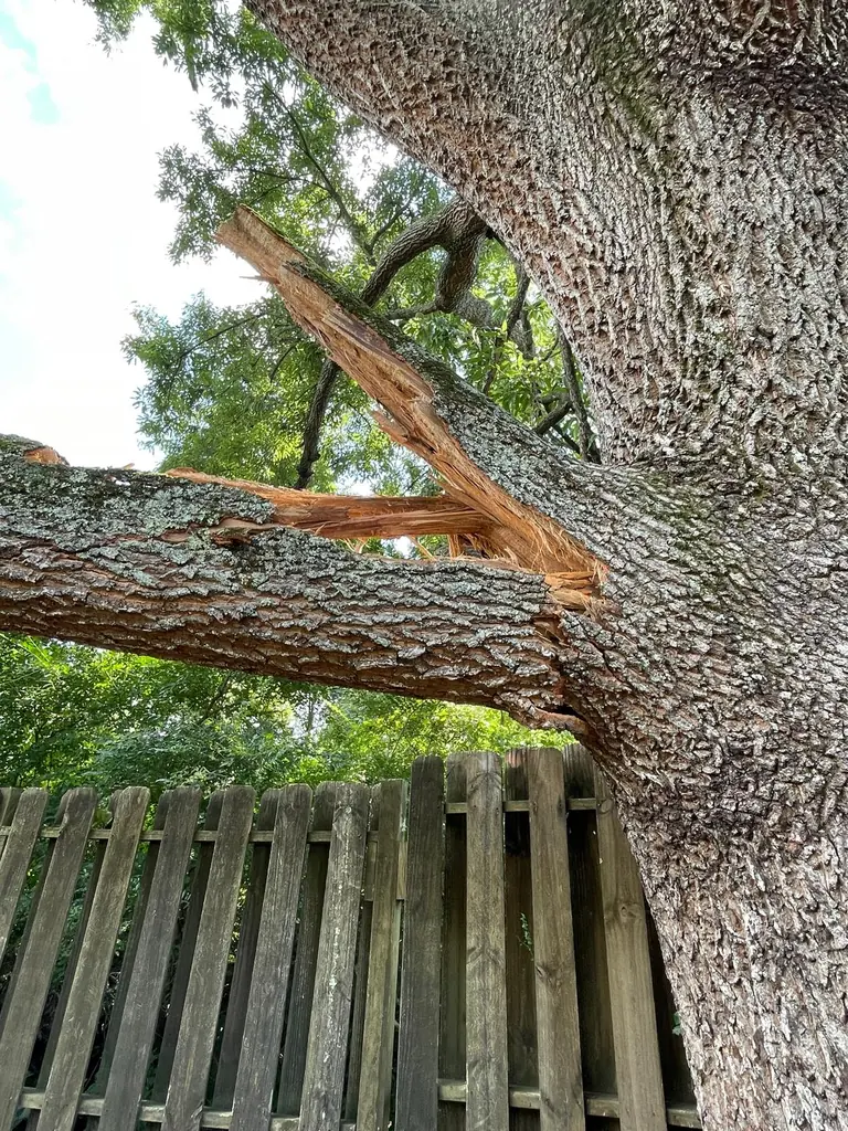 Broken limb hanging off a large trunk over a wood fence in Knoxville, Tennessee