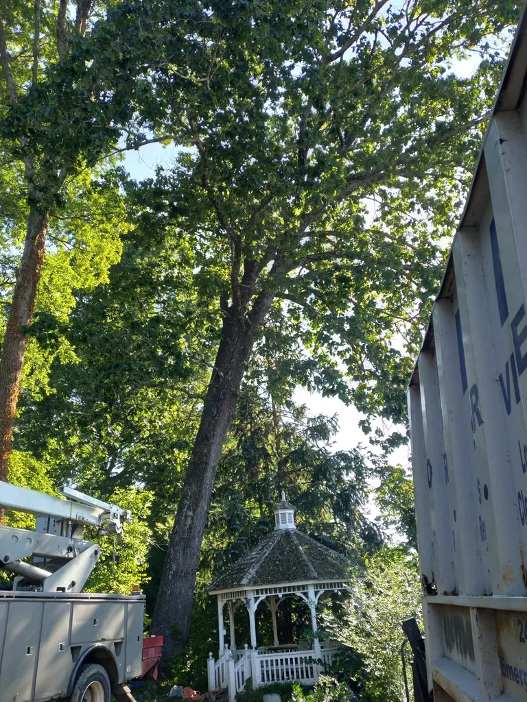 Bucket truck and dump truck on site for a large tree removal in Knoxville, TN