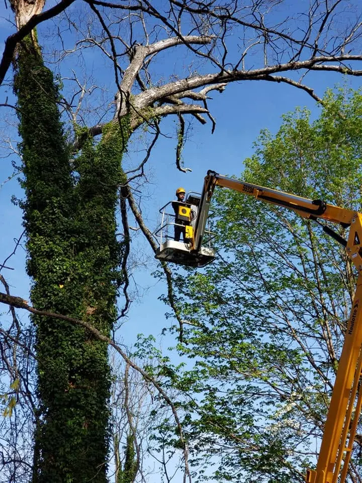 Tree Removal by Flores Tree Service in Knoxville, TN