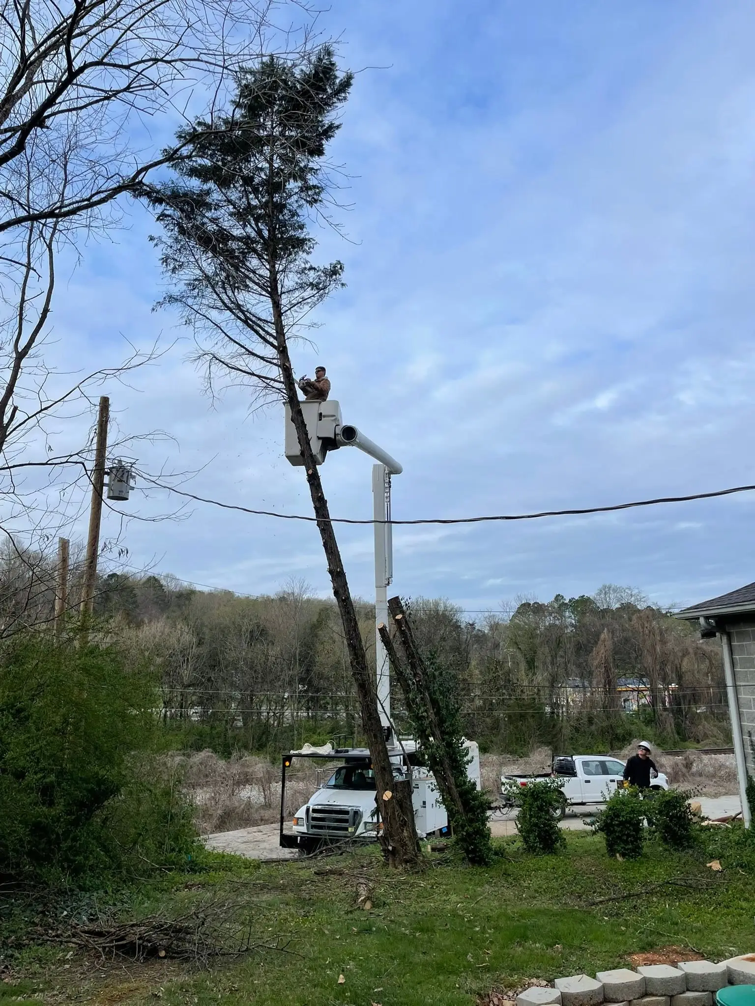 Bucket truck extended into the crown of a tall pine in Knoxville, Tennessee