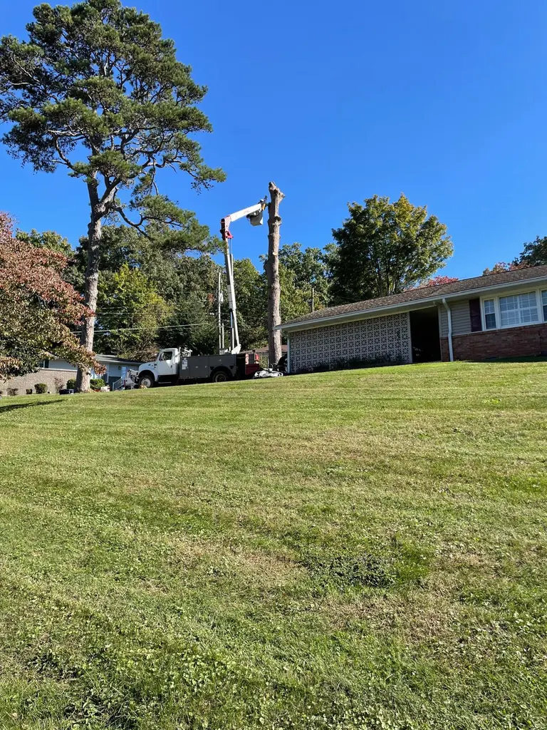 Bucket truck working a tall pine over a brick ranch home in Knoxville, TN