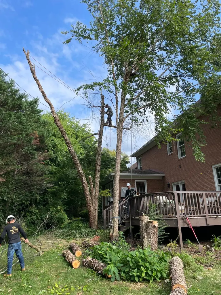 The Flores Tree Service crew in hard hats cutting up a dead tree in Knoxville, Tennessee