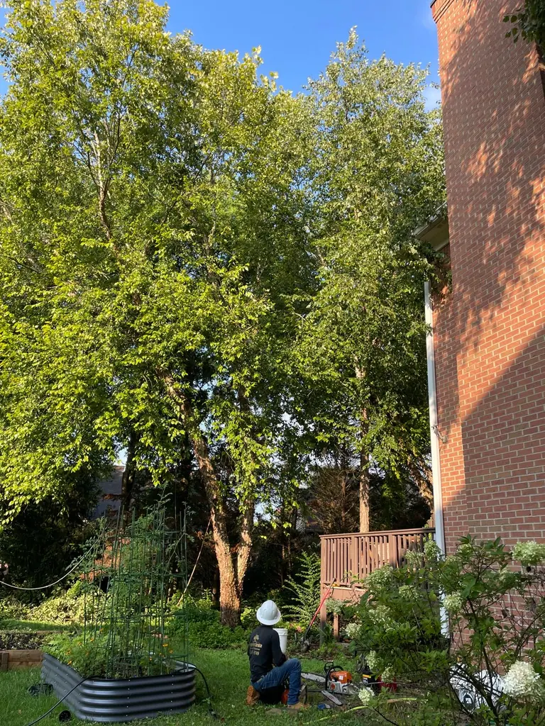 Crew member working at the base of a tree beside a brick chimney in Knoxville, TN