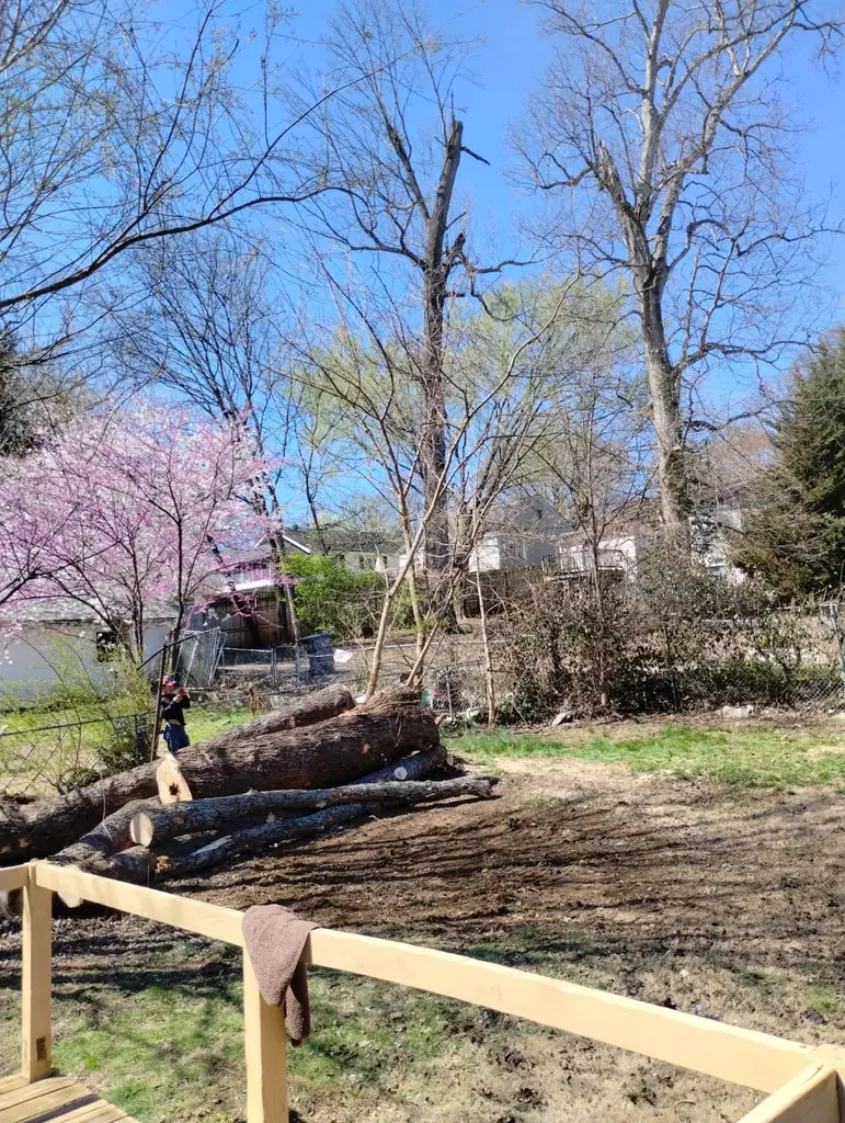 Cut logs on a cleared yard with a cherry tree in bloom in Knoxville, Tennessee