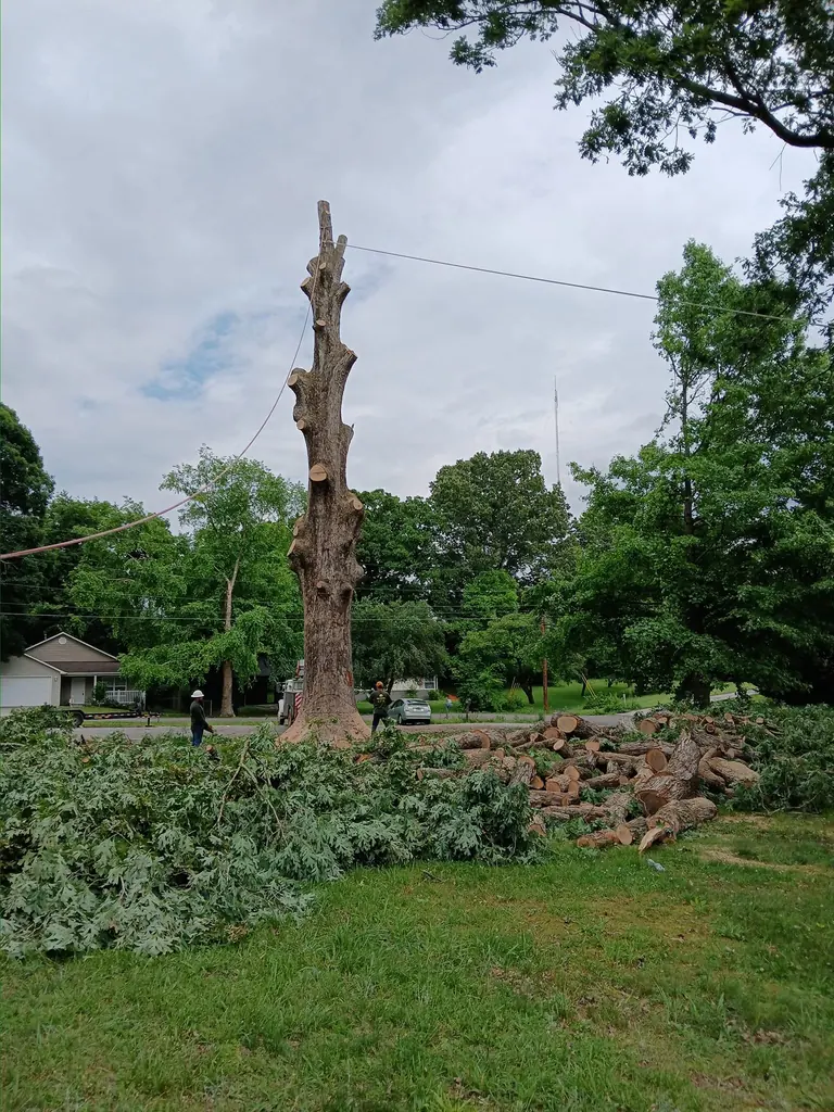 Dead tree topped down to a spar with the brush piled below in Knoxville, TN