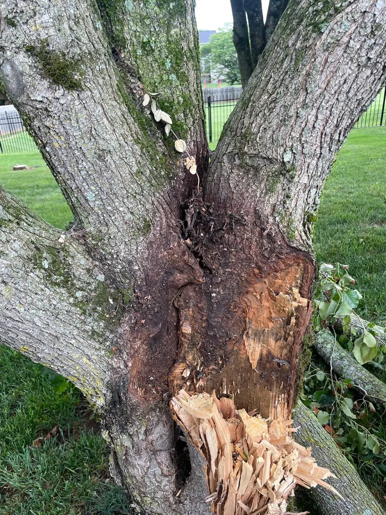 Step 01: free estimate on a Flores Tree Service job in Knoxville, Tennessee