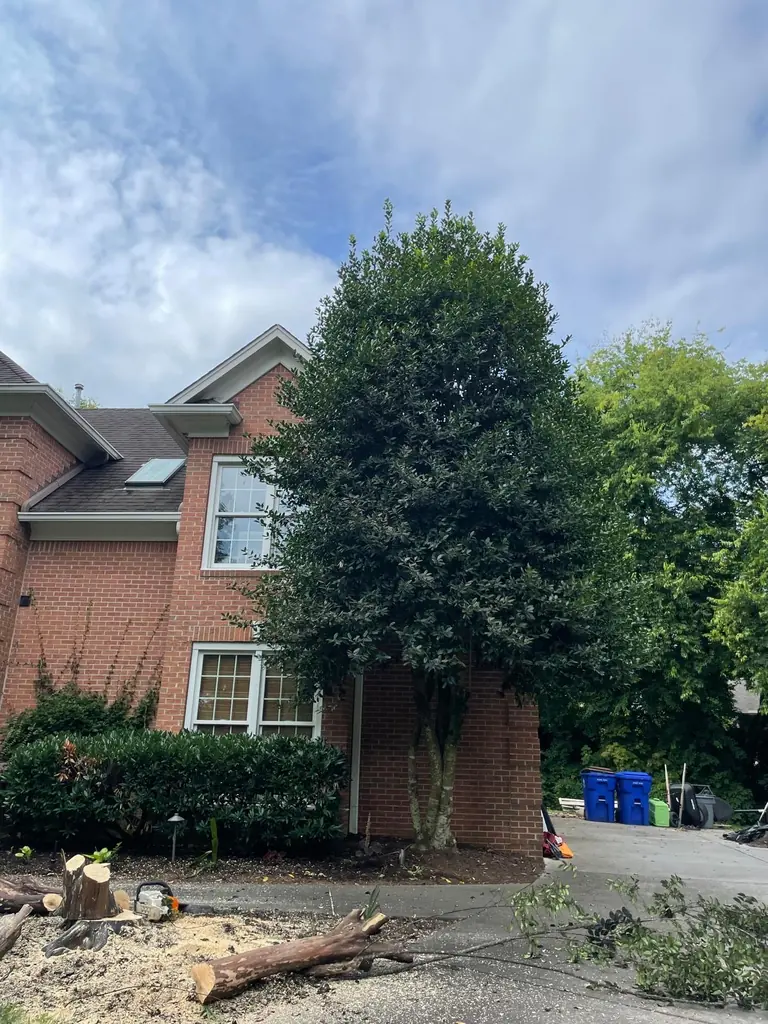 Tall evergreen beside a brick two-story home with fresh cut logs at the base