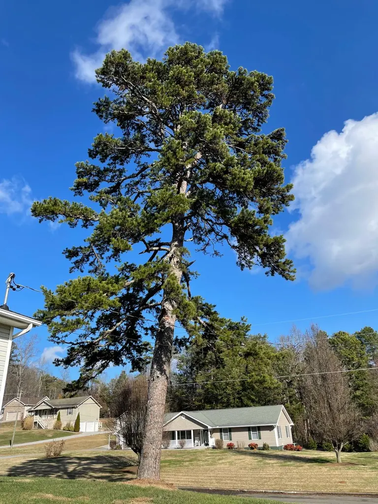 Large pine tree in the front yard of a ranch home in Knoxville, Tennessee