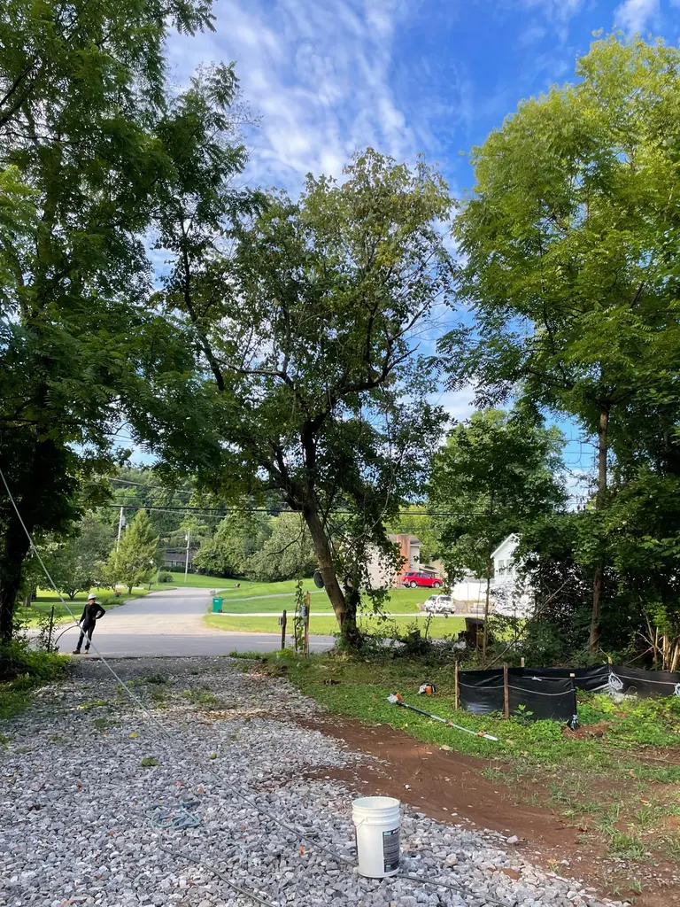 Large tree overhanging a gravel driveway in Knoxville, Tennessee