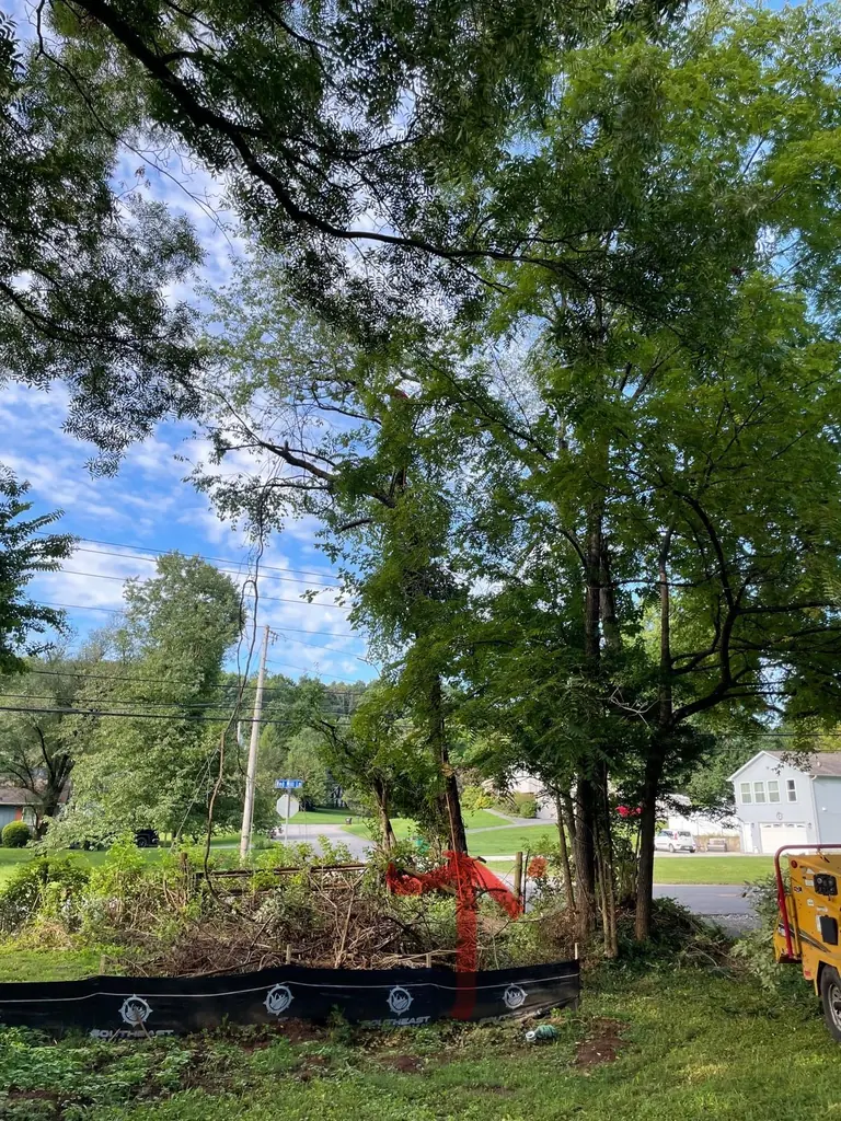 Tree marked with red ribbon for removal at the roadside in Knoxville, Tennessee
