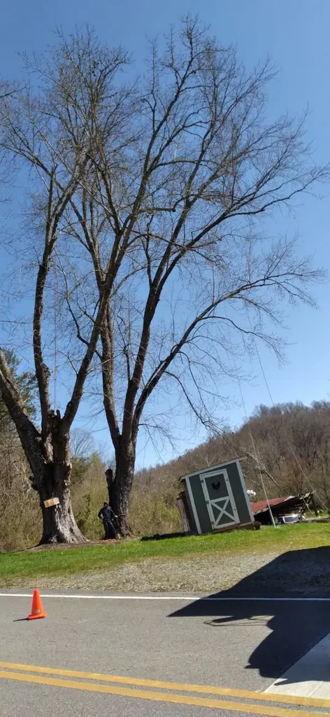 Bare roadside tree with the work zone coned off in Knoxville, Tennessee