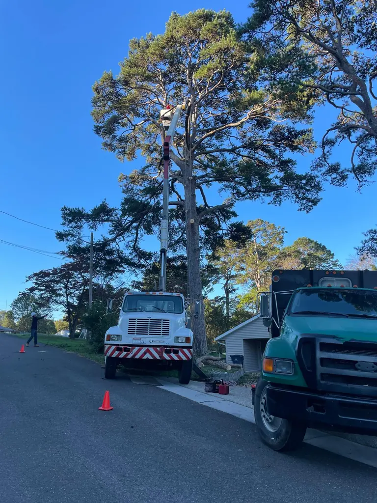 Tall pine removal at the roadside with bucket truck and chip truck, cone out