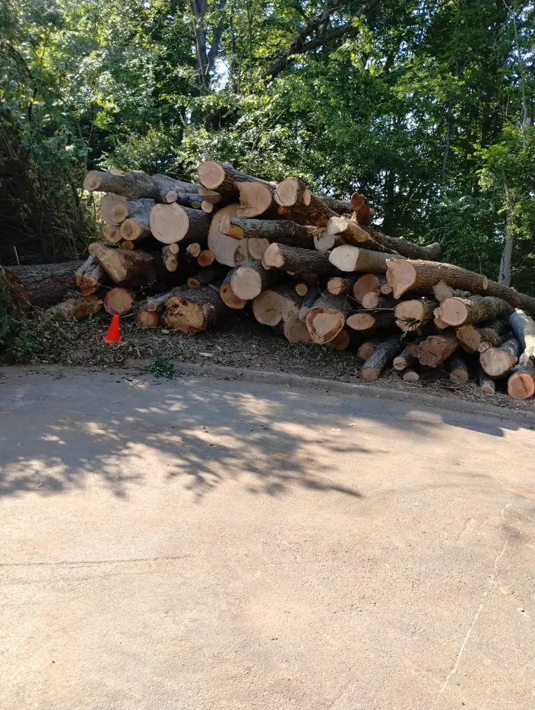 Cut log rounds stacked on a driveway after a large removal in Knoxville, TN