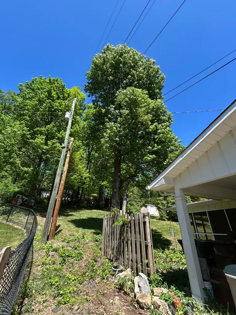 Tree growing into the power line above a wood fence in Knoxville, Tennessee