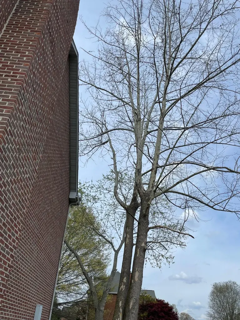 Bare tree growing right against a brick building in Knoxville, Tennessee