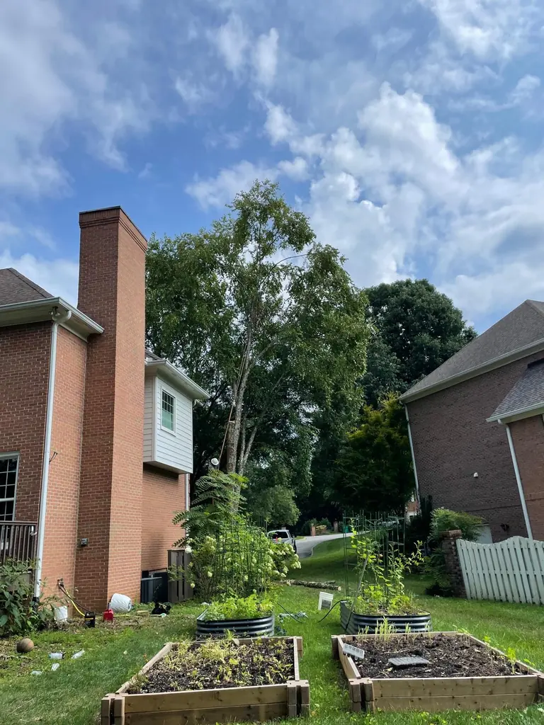 Trees crowding a brick chimney and garden beds in Knoxville, Tennessee