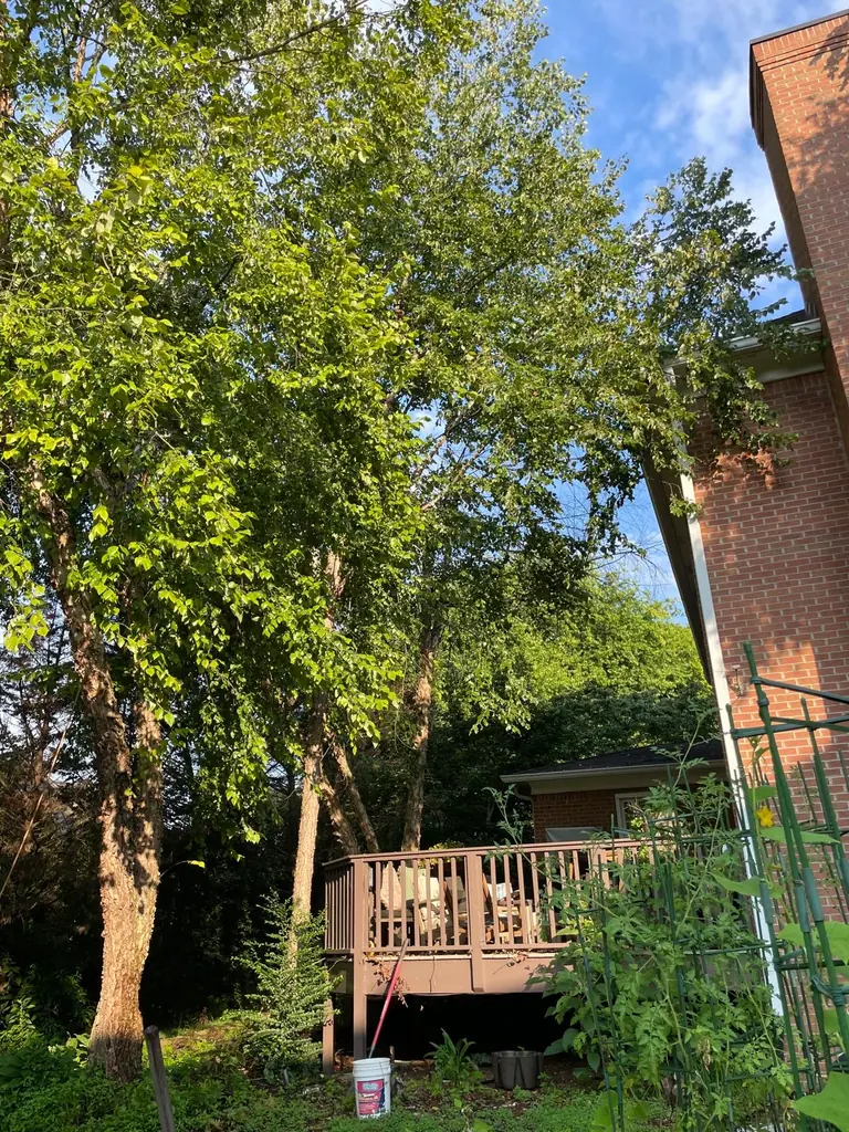 Large trees beside a brick home with a ladder set for access
